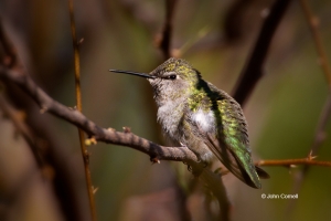 Annas-Hummingbird;Calypte-anna;Female;Hummingbird;One;avifauna;bird;birds;color-